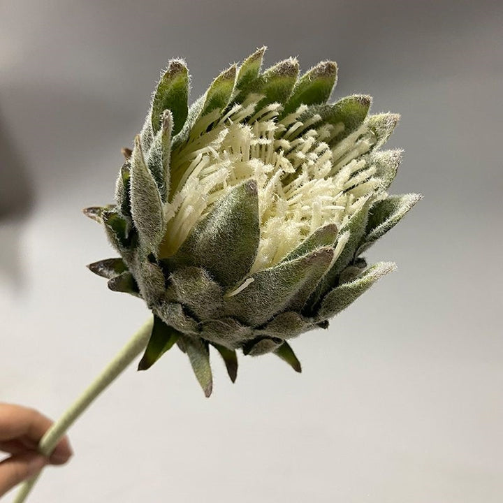 Lebensechter Protea Blumenstängel
