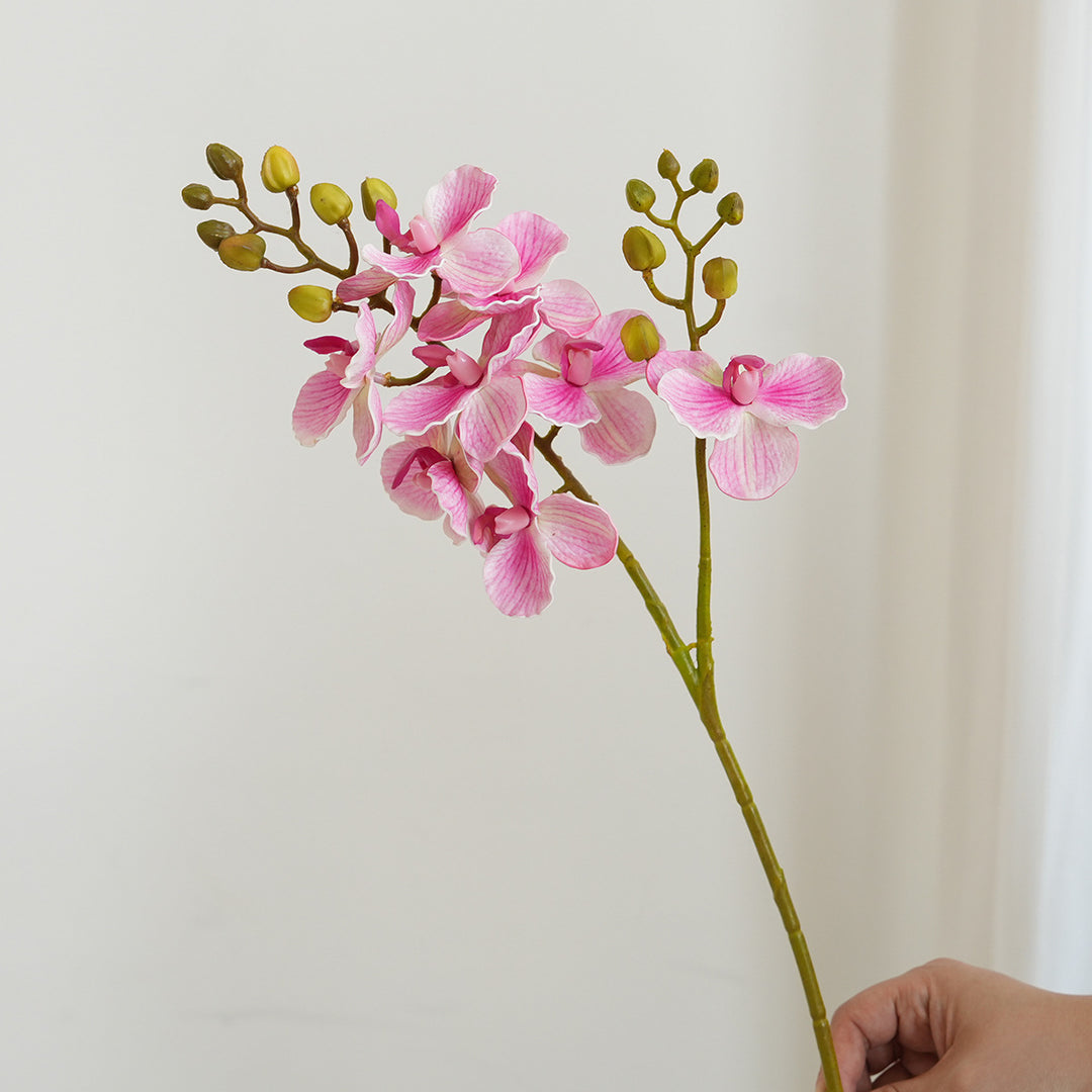 Elegante Orchideen-Stängel Karnz