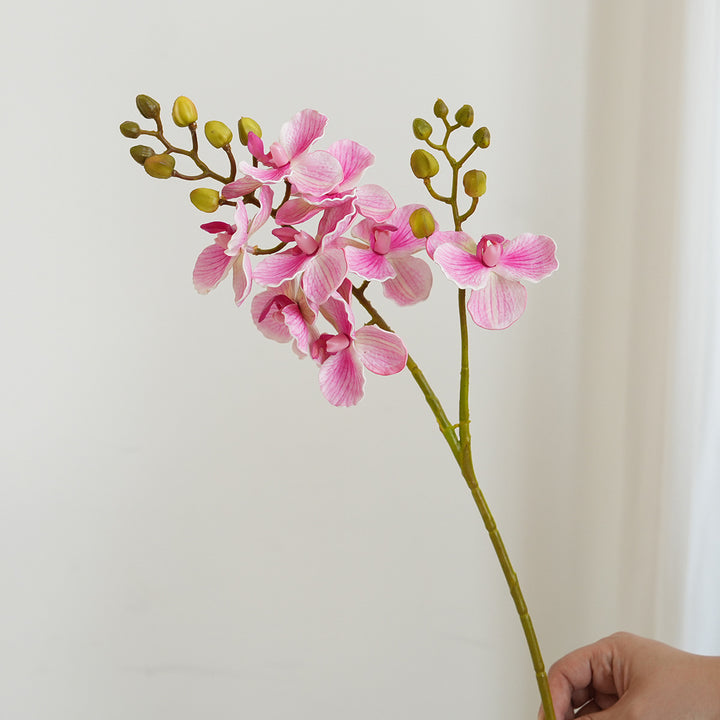 Elegante Orchideen-Stängel Karnz