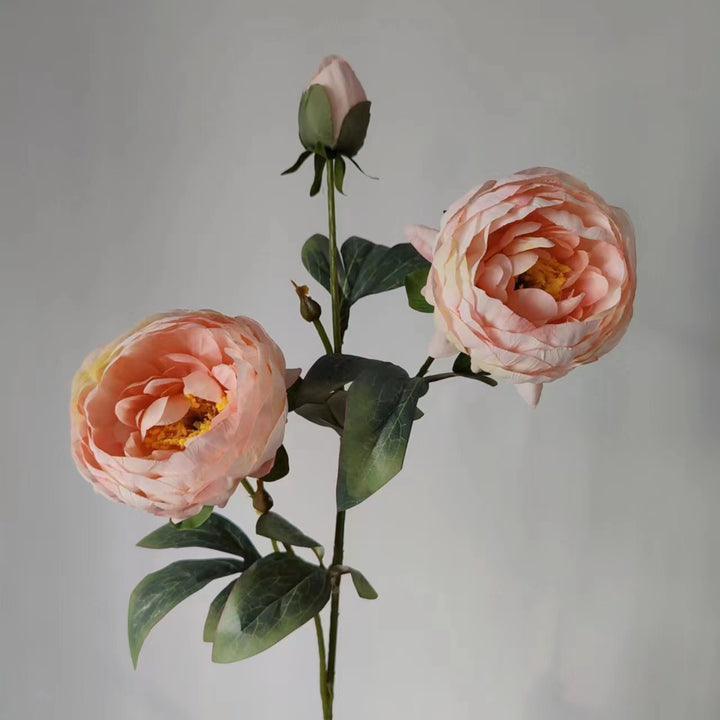 Elegante Pfingstrose Blumenstiel