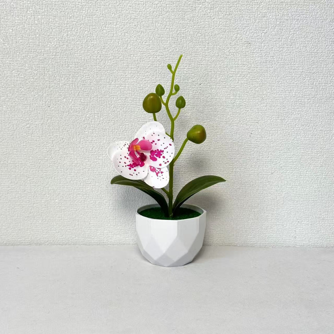 Orchideenpflanzenarrangement