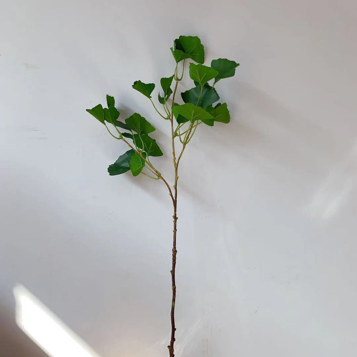 Ginkgo Biloba Dekorativer Stamm