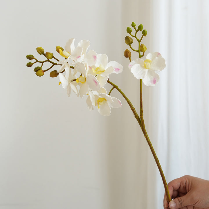 Elegante Orchideen-Stängel Karnz