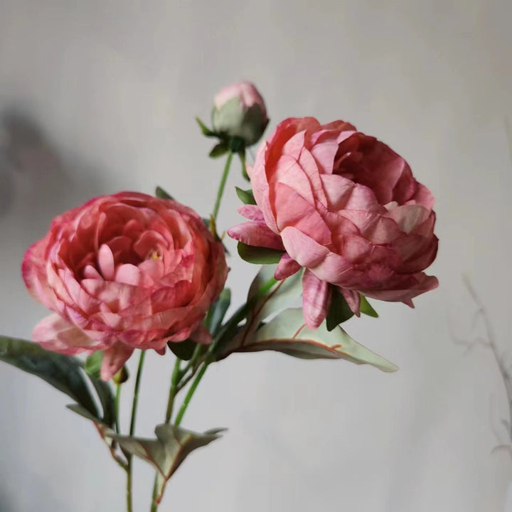 Elegante Pfingstrose Blumenstiel