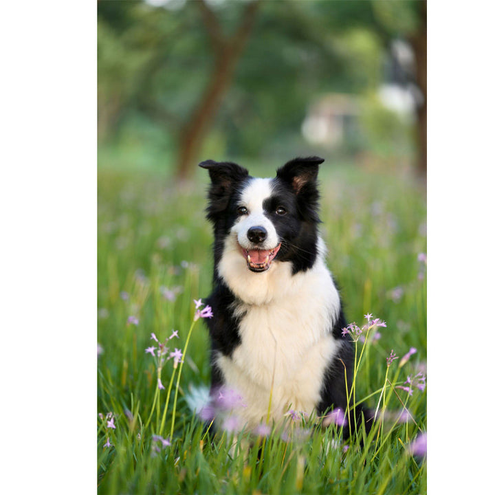 Spaß Hund-Themen Fußmatte Karnz