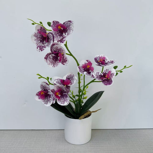 Dekorative Orchidee für die Wohnkulturanzeige