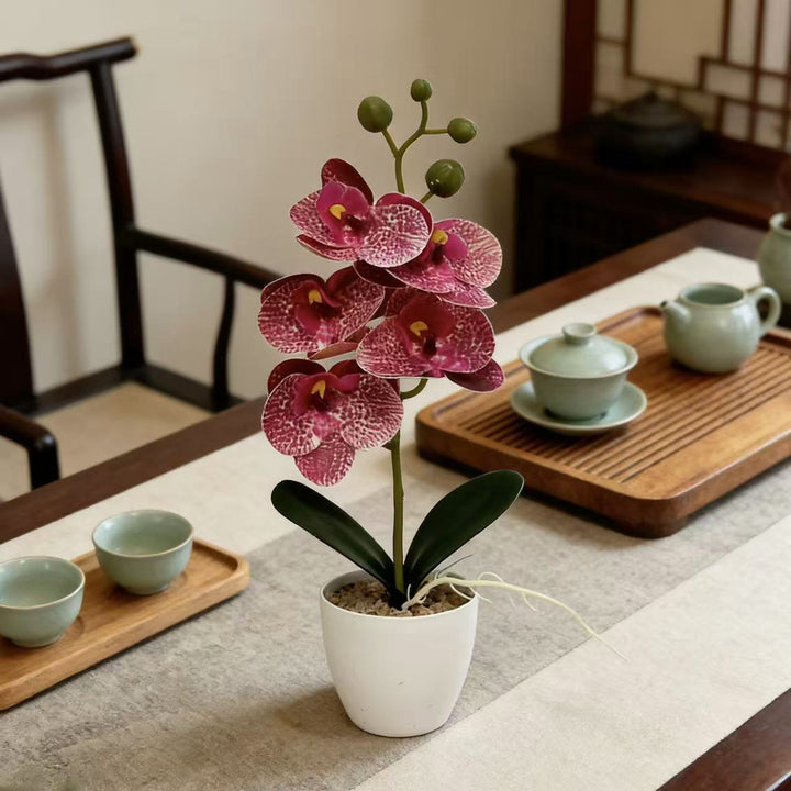 Elegante dekorative Orchideenpflanze für die Inneneinrichtung