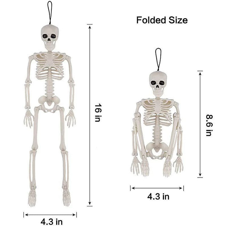 Anatomisches Skelettmodell