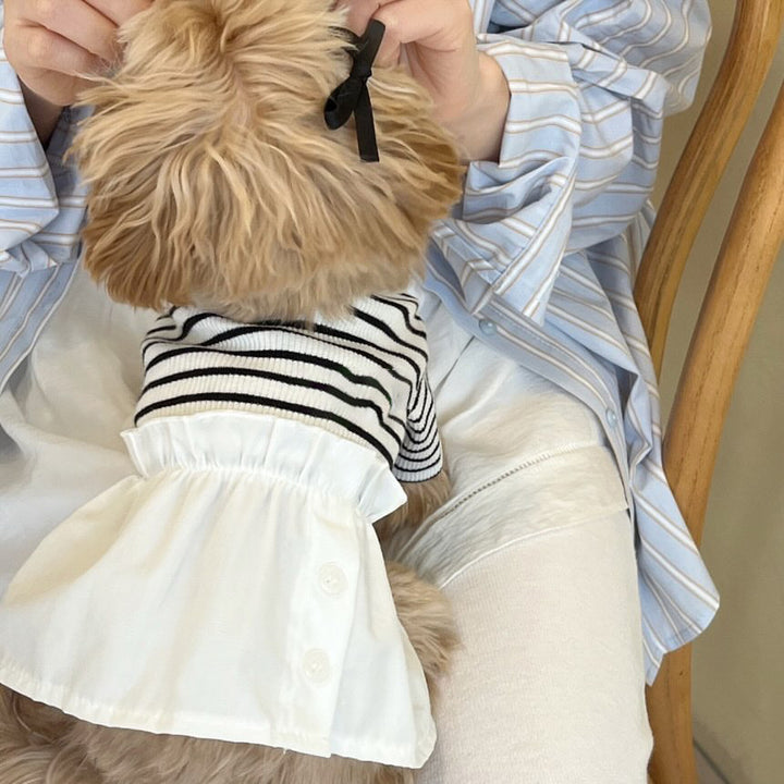 Kleiner Hund Gestreifter Baumwoll-Mischgewebe Strickpullover mit Peter Pan Kragen