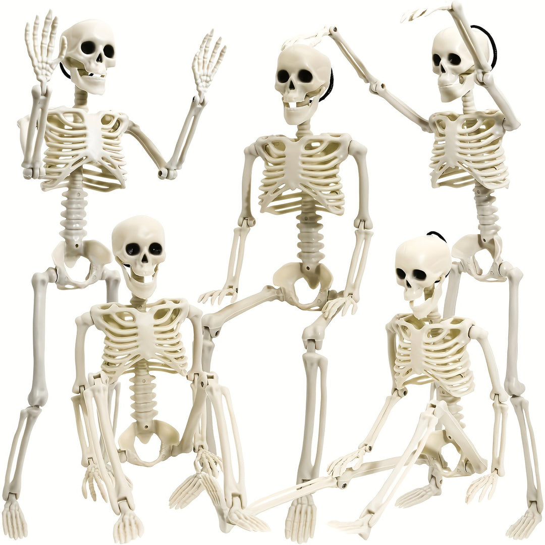 Anatomisches Lehrskelett