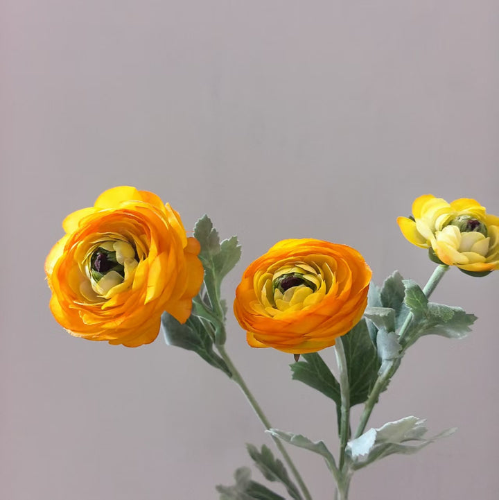 Realistische Ranunkel Blumenschaft