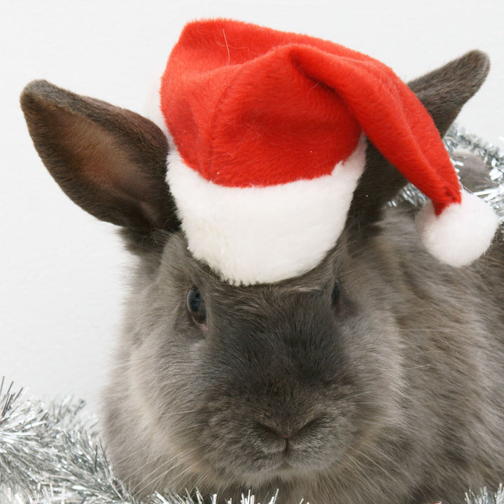 Weihnachtsmannhut für Hunde