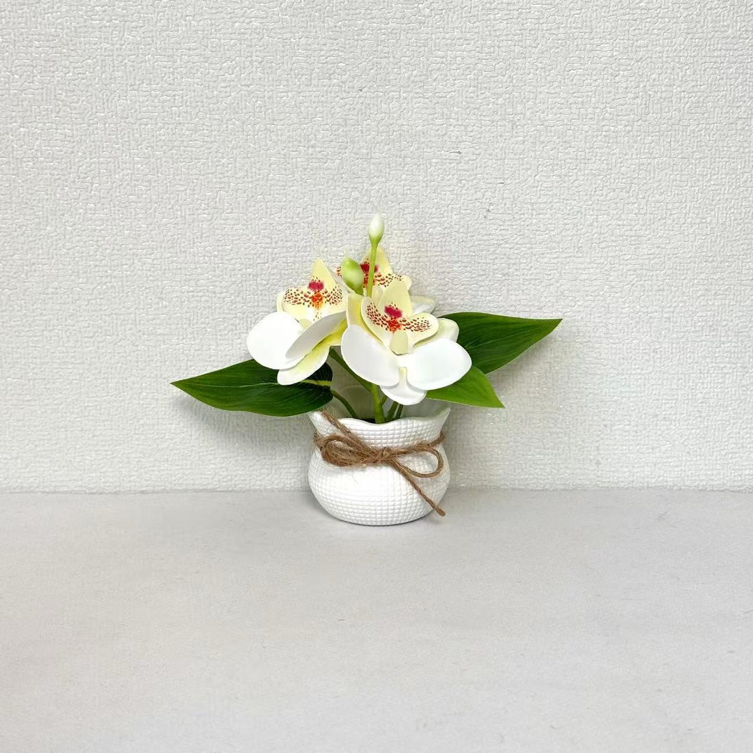 Dekorative Miniatur-Orchideen-Arrangement