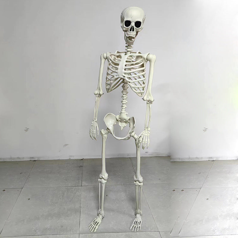 Anatomisches Lehrskelett