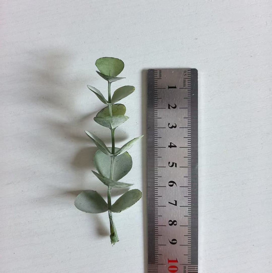 Dekorativer Eukalyptus