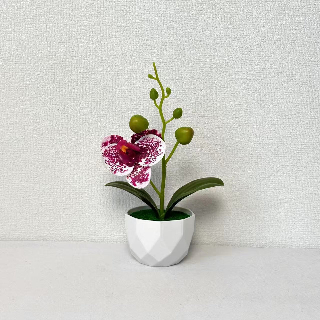 Orchideenpflanzenarrangement