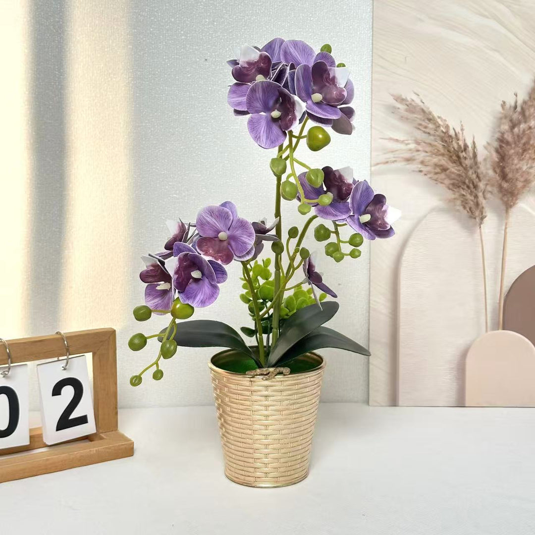 Dekorative Orchideenpflanze für Tischdeko