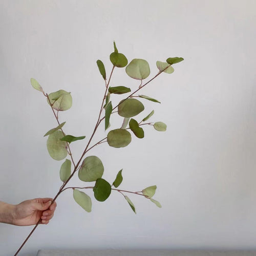 Dekorativer Eukalyptus-Stiel