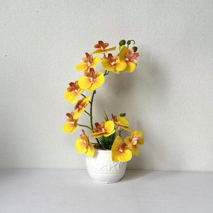 Premium Orchideenpflanzenarrangement