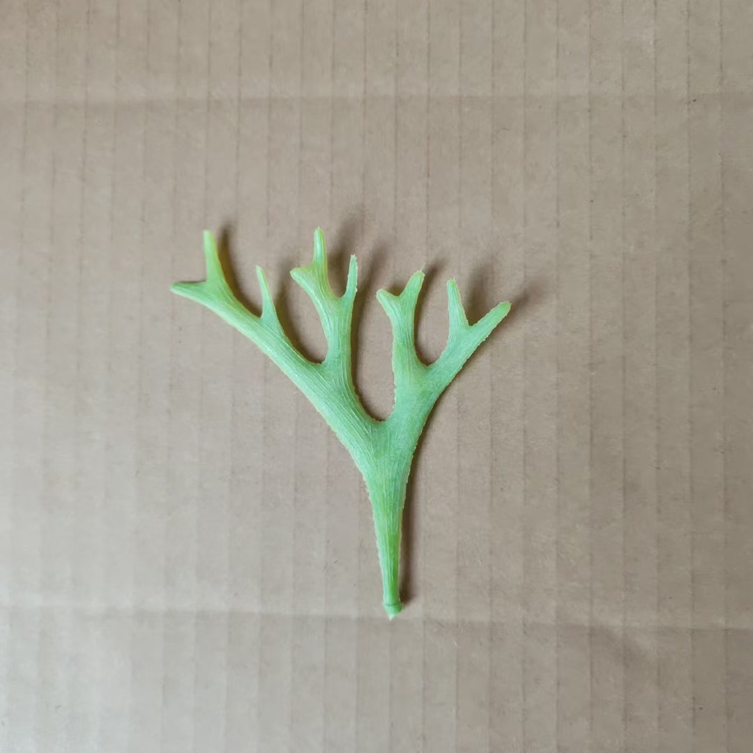 Dekorative botanische Blattstiel