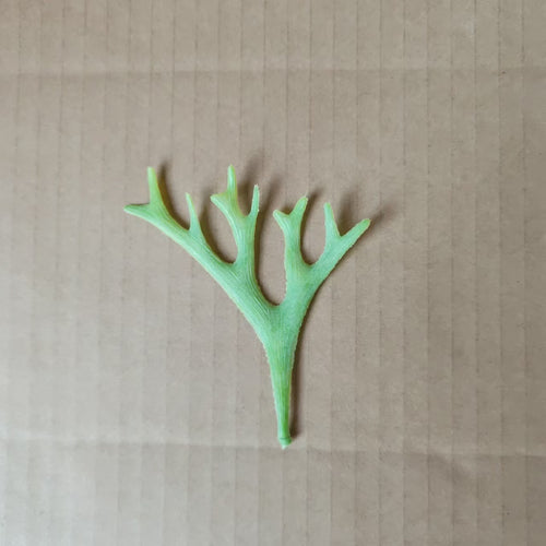 Dekorative botanische Blattstiel