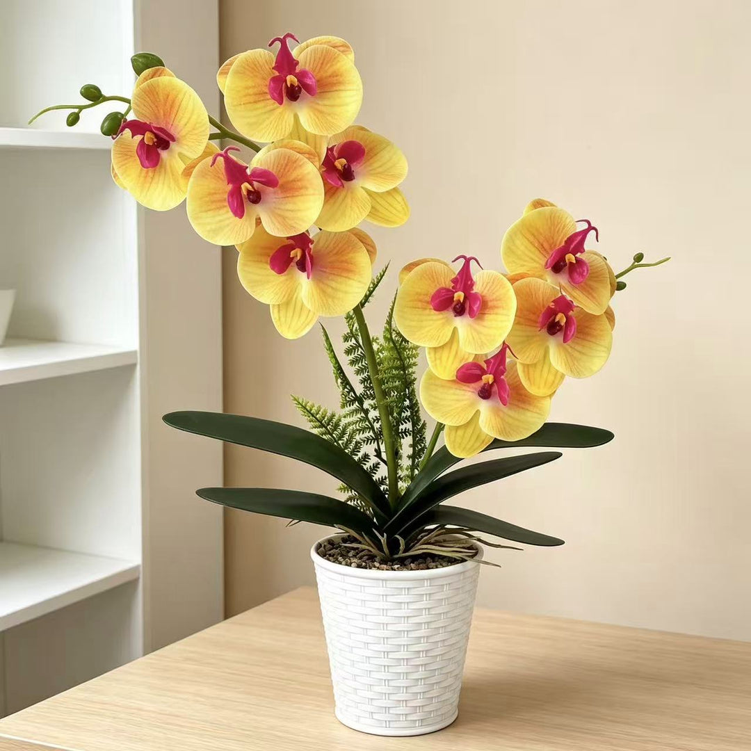 Dekorative Orchideenpflanze für die Inneneinrichtung
