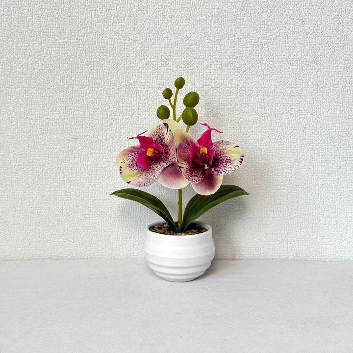 Dekorative Orchideen-Topf