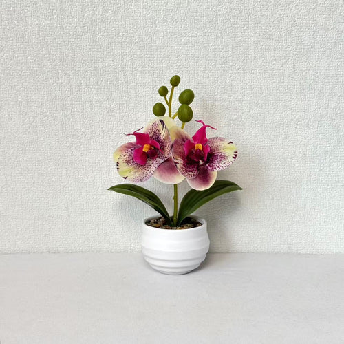 Dekorative Orchideen-Topf