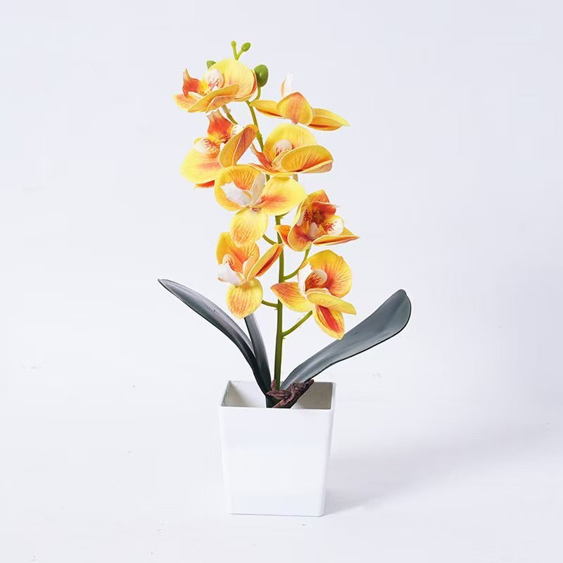 Elegante Orchideenpflanze Dekoration