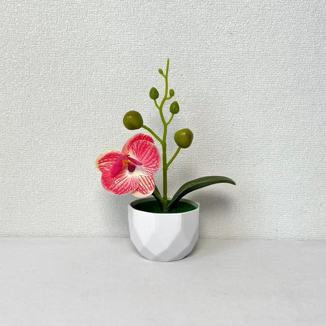 Orchideenpflanzenarrangement