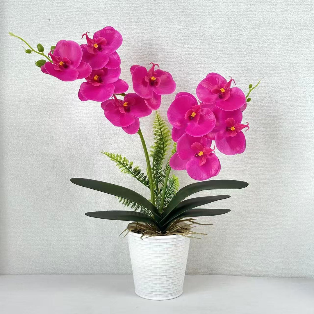 Dekorative Orchideenpflanze für die Inneneinrichtung
