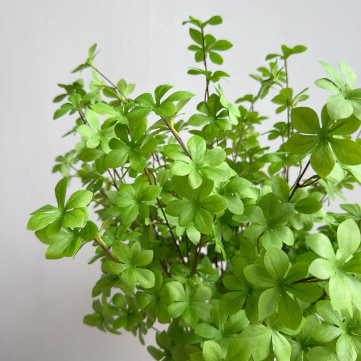 Elegante Dekorative Pflanze