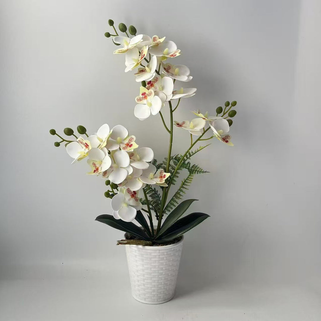 Elegante dekorative Orchideenpflanzenarrangement für die Heimdekoration