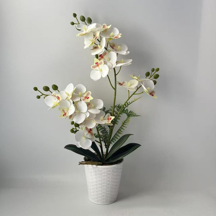Elegante dekorative Orchideenpflanzenarrangement für die Heimdekoration