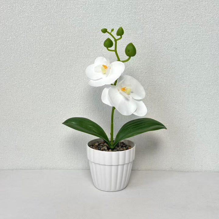 Lebensechte Orchidee Pflanze in dekorativem Keramiktopf für Dekor