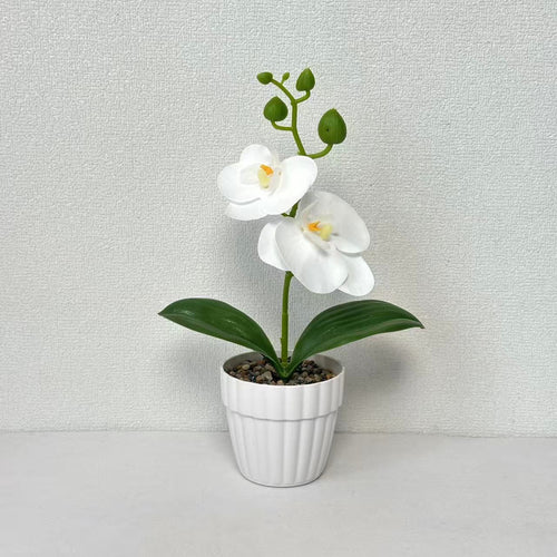 Lebensechte Orchidee Pflanze in dekorativem Keramiktopf für Dekor