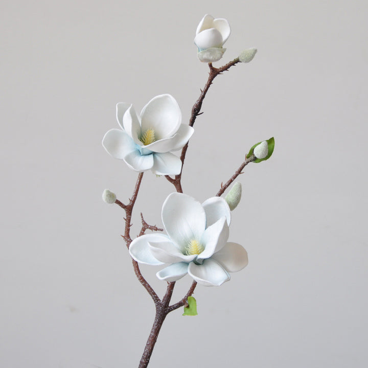 Magnificent Seident magnolia blumenstiel