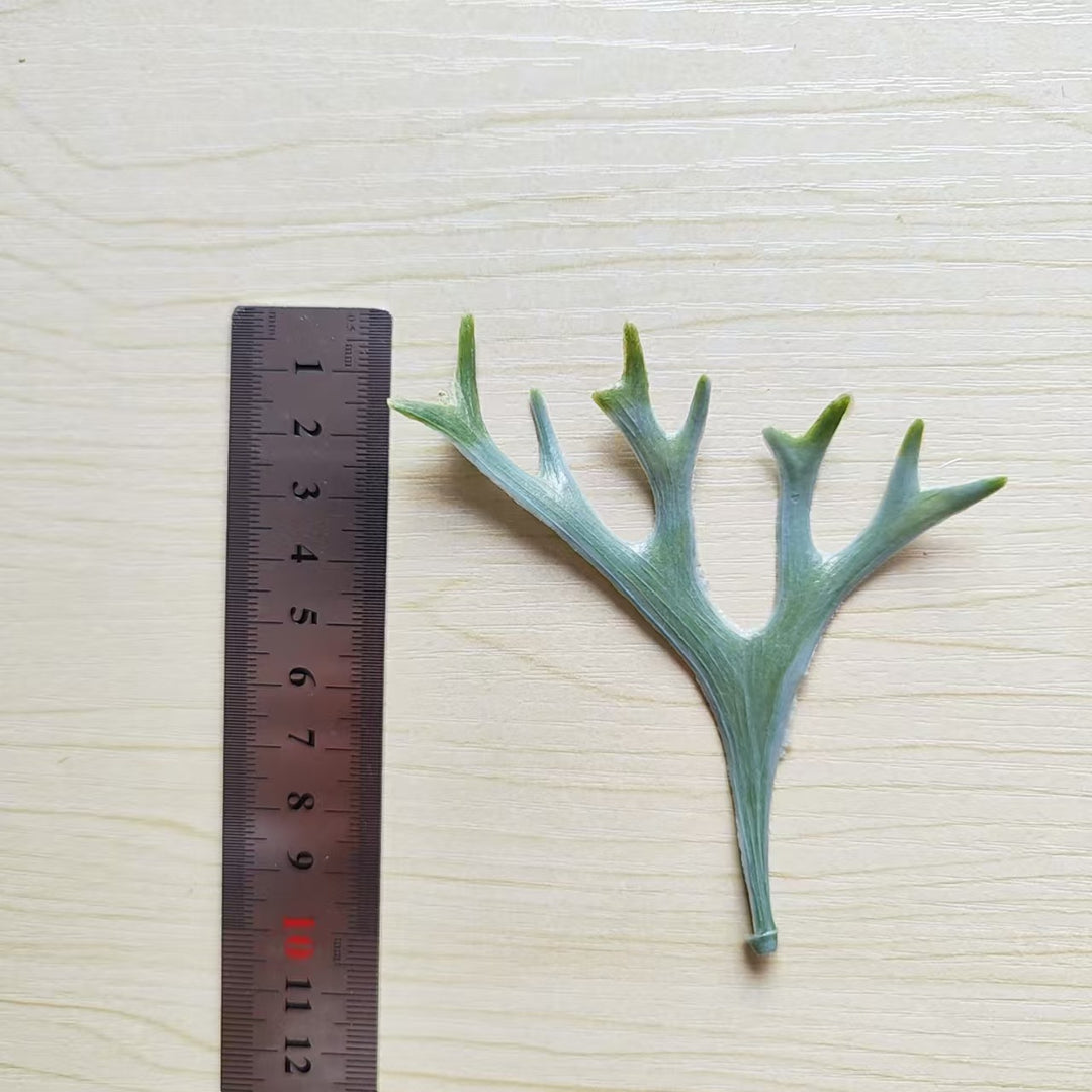 Dekorative botanische Blattstiel