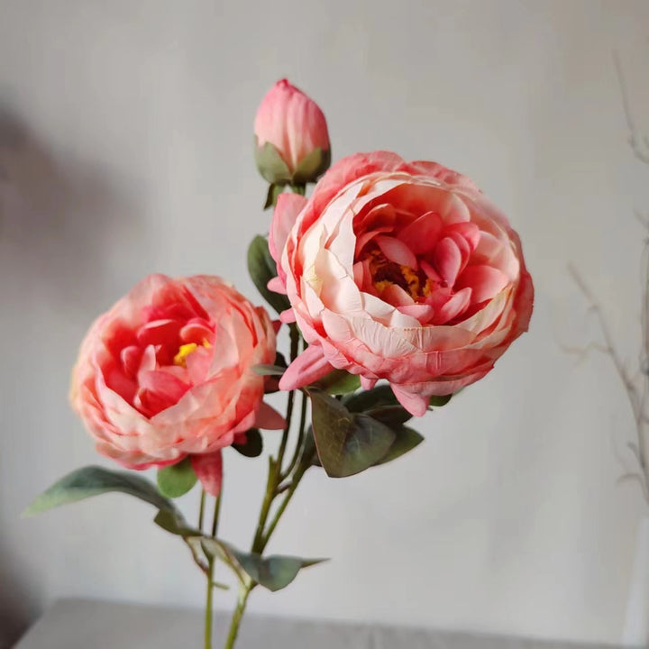 Elegante Pfingstrose Blumenstiel