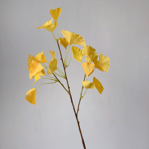 Ginkgo Biloba Dekorativer Stamm