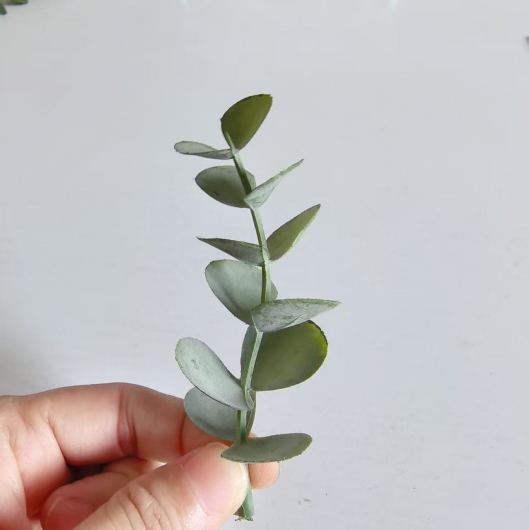 Dekorativer Eukalyptus