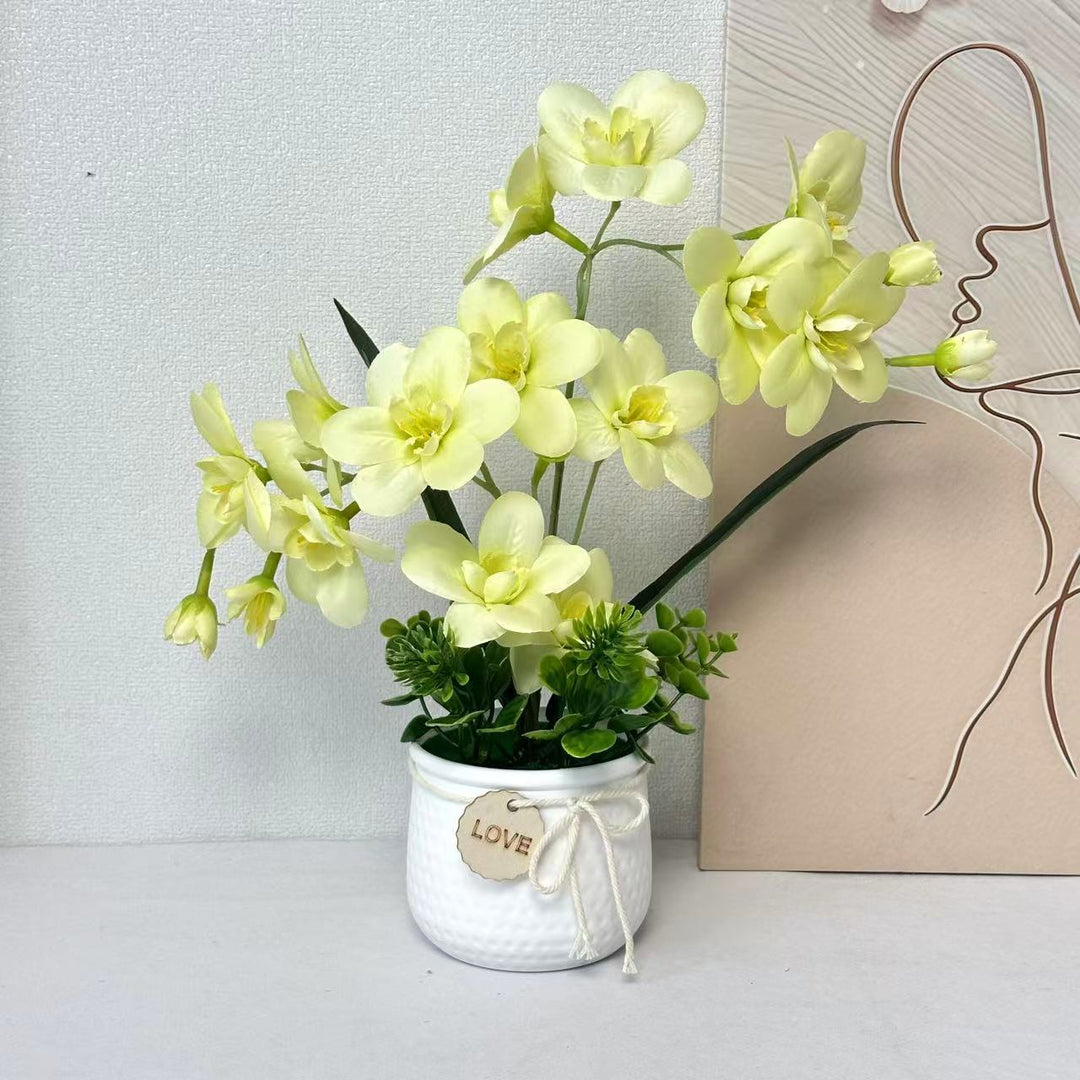 Dekorative Orchideenpflanze Anzeige