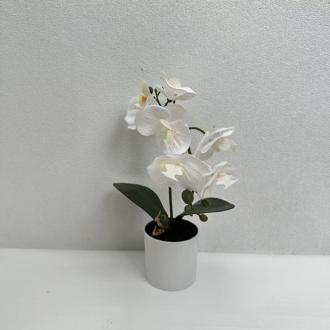 Lifelike Phalaenopsis-Orchideenpflanzenanordnung