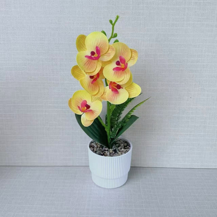 Exotische Orchideenpflanzenanordnung