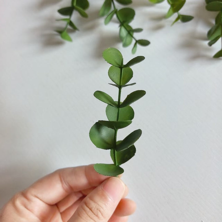 Dekorativer Eukalyptus