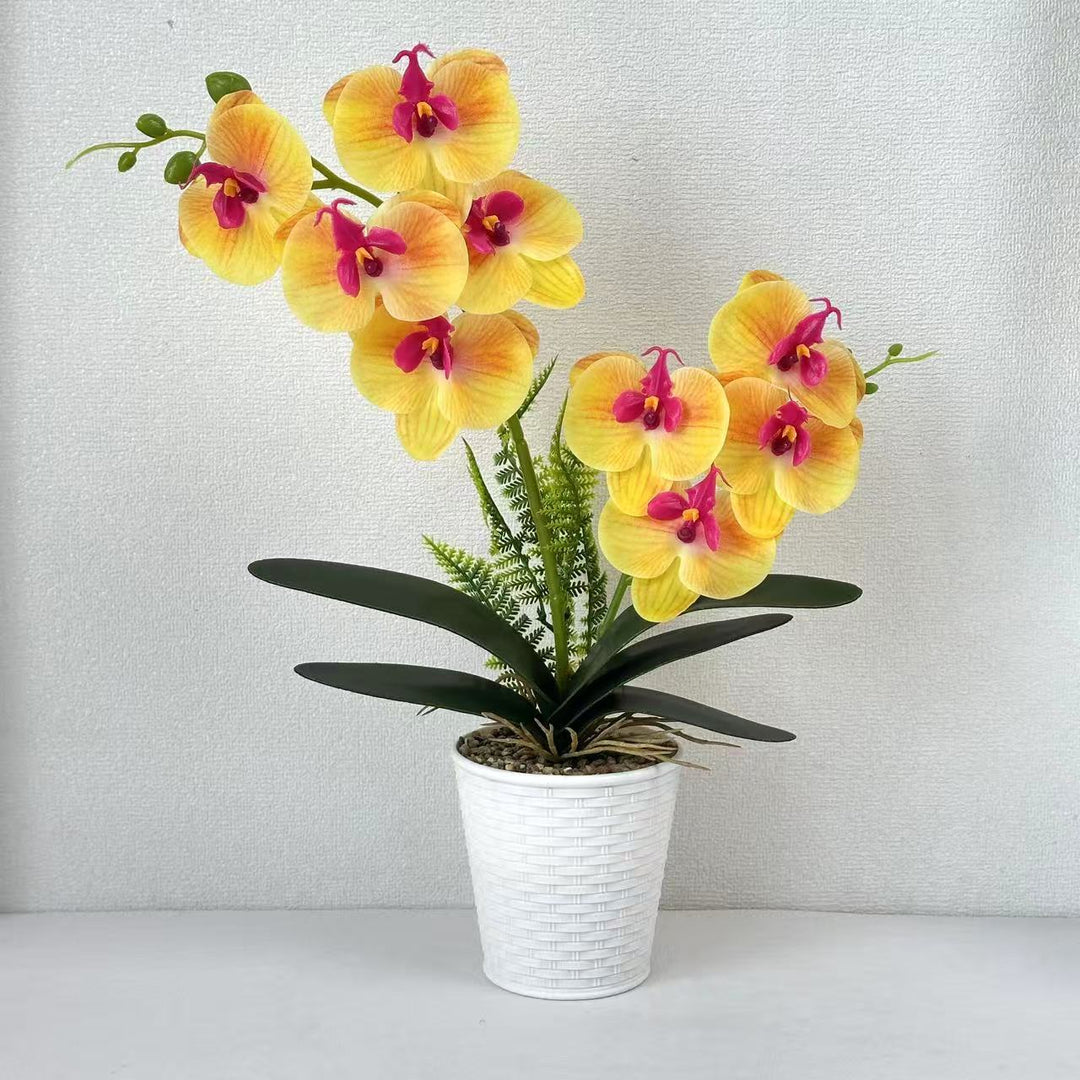 Dekorative Orchideenpflanze für die Inneneinrichtung