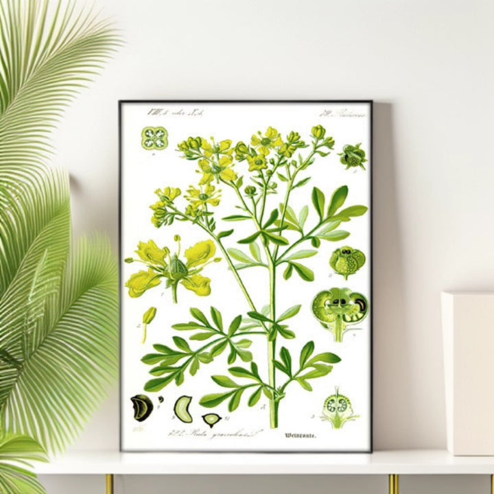 Botanischer Kunstdruck
