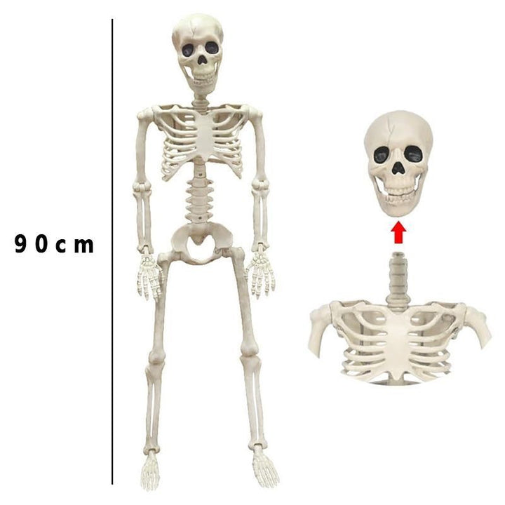 Anatomisches Modell