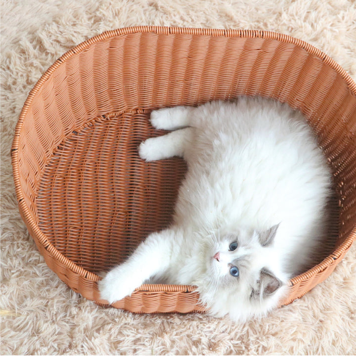 Katzenbett Karnz