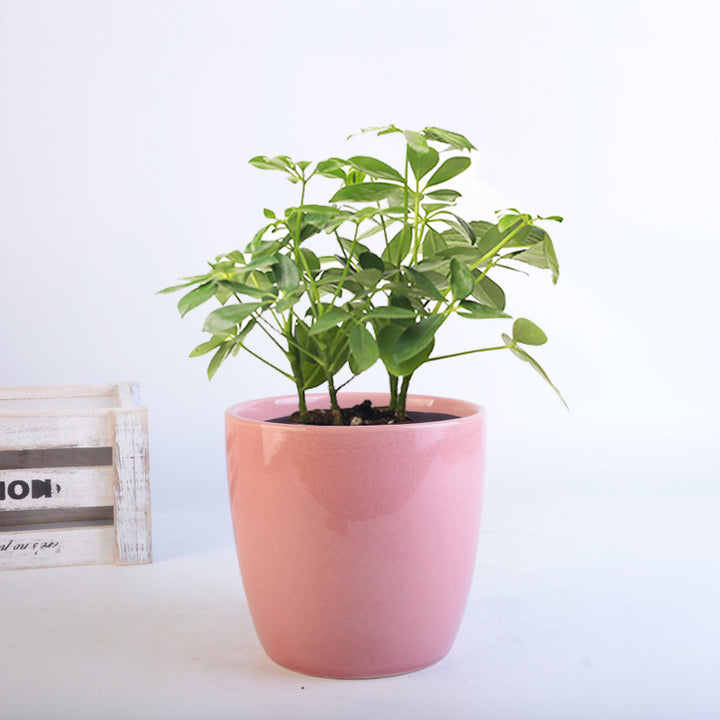 Blumentopf Set Karnz